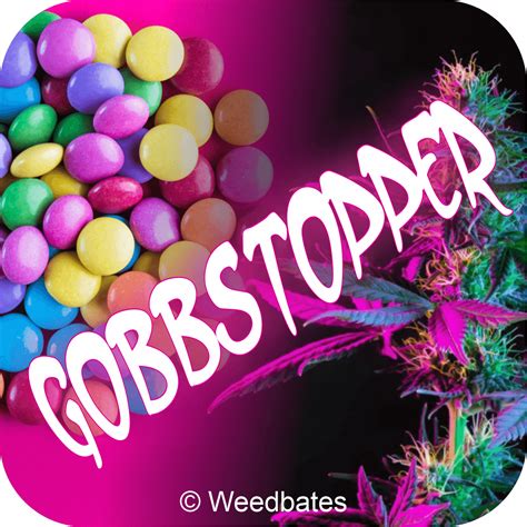 gobstopper strain|gobbstopper strain benefits.